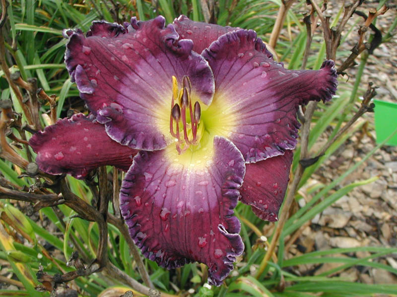 LET JUSTICE ROLL DOWN 